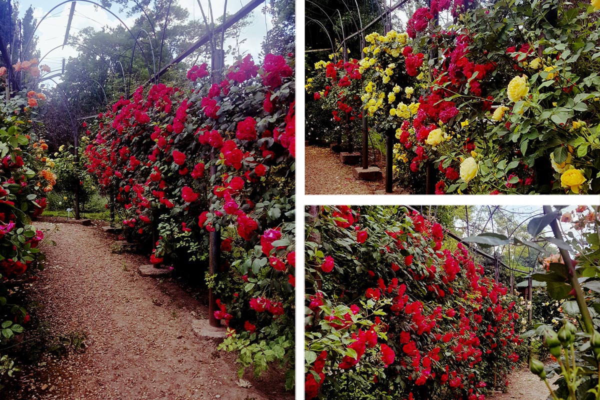 Botanischer Garten, hier der Rosenkranz, von Galați